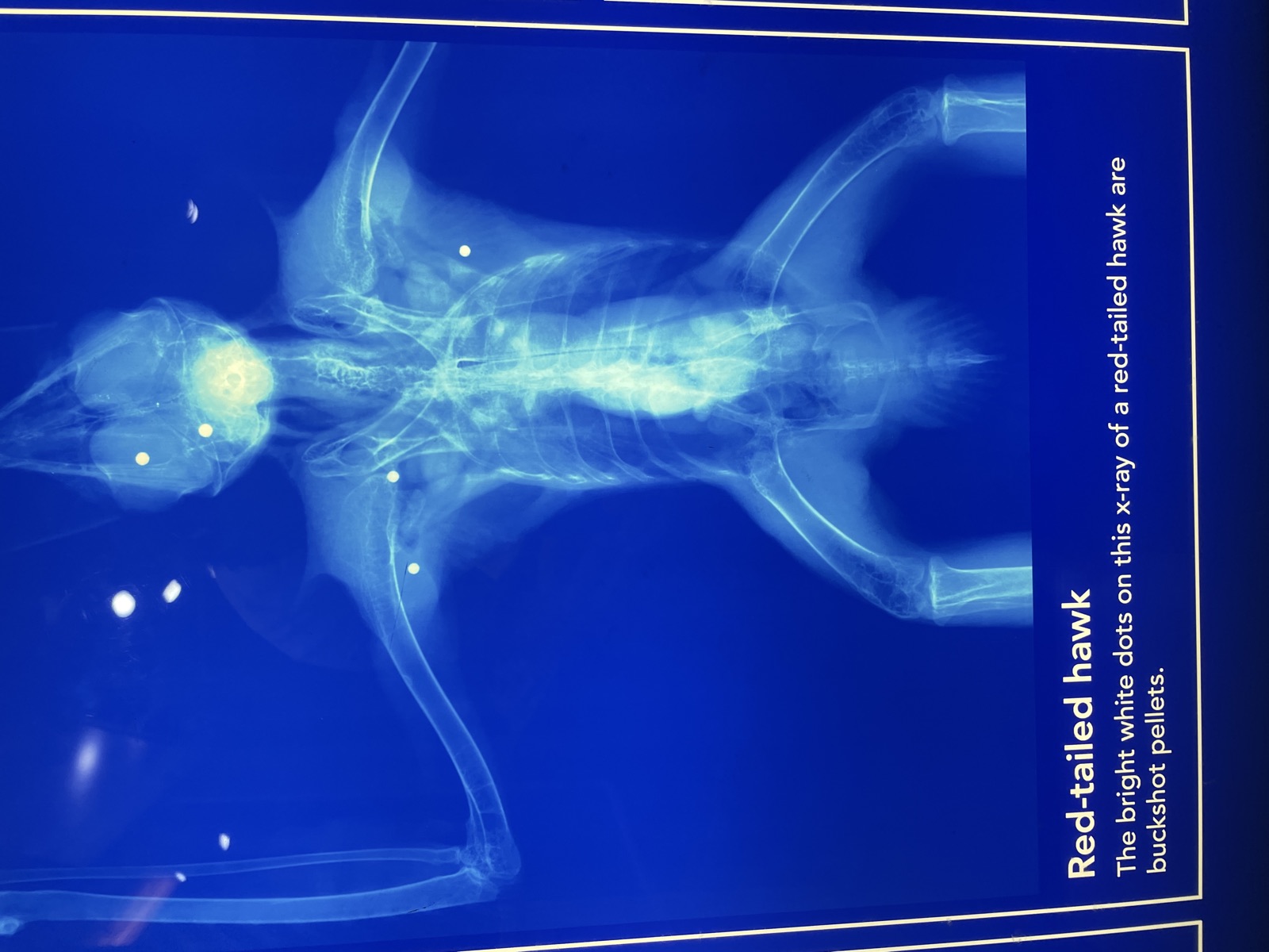 X-ray of a red-tailed hawk showing buckshot